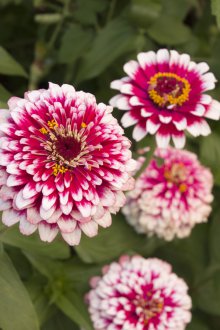 Τσίνια Μαγκέλ