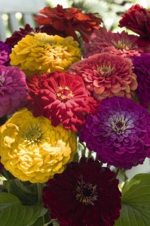 Πολυετή Κυνία