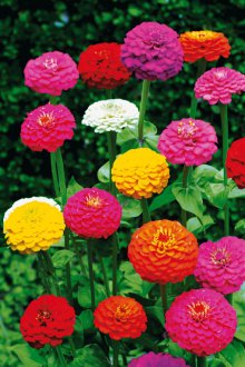Φύτευση zinnia