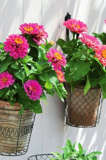 Zinnia στον κήπο