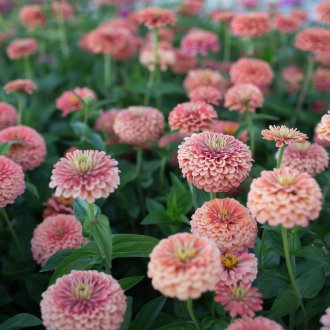 Tsiniya Solomonova Rose