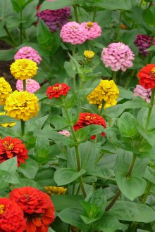 Φροντίδα κανέλας