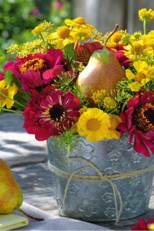 Καλλιέργεια zinnia