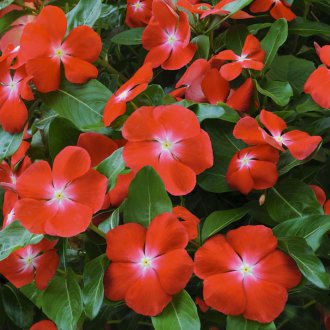 Υβρίδιο Katarantus