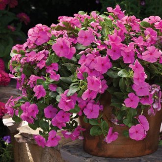 Ο Καταντάνος σε ένα δοχείο