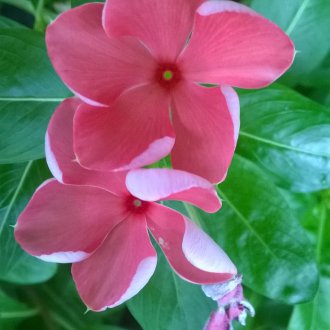 Σταφύλι Catharanthus