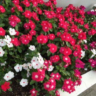 Katarantus Ice Ροζ