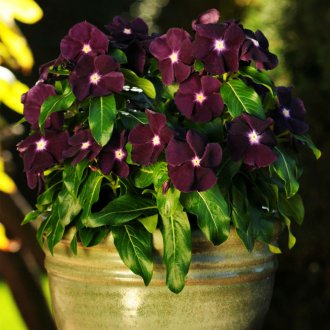 Αίθουσα Katarantus