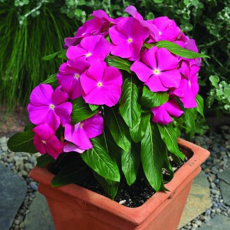 Ο γαρίφαλος του Katarantus ροζ