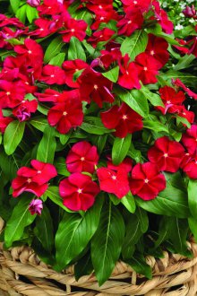 Catharanthus κόκκινο