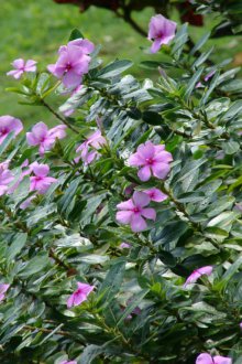 Catharanthus θάμνος