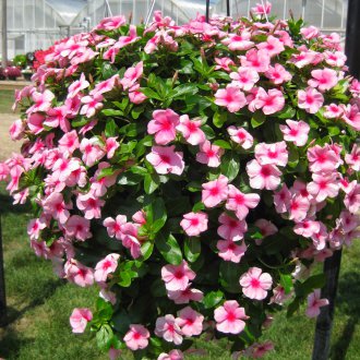 Ο Καταντάνος σε μια κρεμαστή γλάστρα