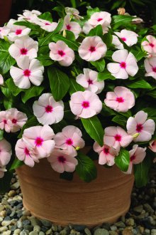 Προσγείωση Catharanthus