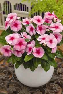Catharanthus ροζ