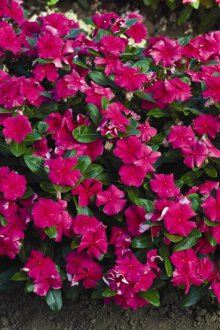 Katarantus στον κήπο