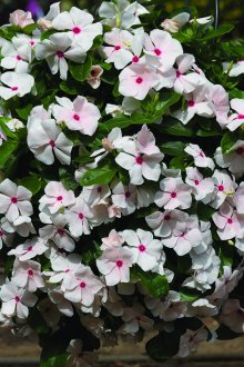 Φροντίδα για τον Καθαράνθου