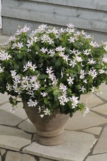 Καθημερινό βράδυ