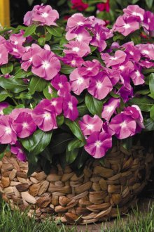 Καλλιέργεια Καθαράνθου