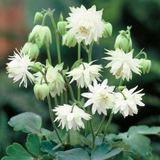 Aquilegia White