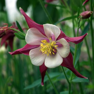  Άνθιση στην άνθιση