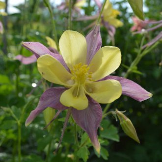 Υβριδικό Aquilegia
