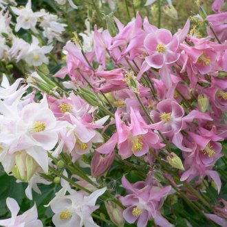 Aquilegia του Κολομβιανού