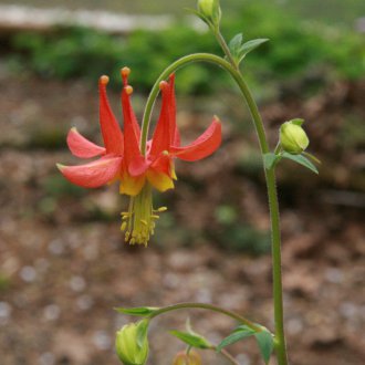 Aquilegia κόκκινο