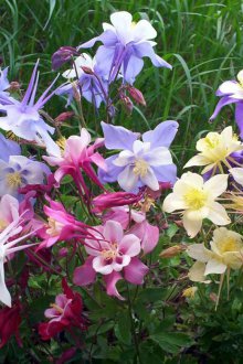 Aquilegia Mack Kana