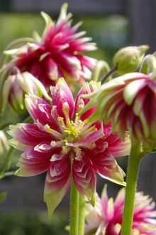 Terry aquilegia