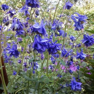 Aquilegia vulgaris