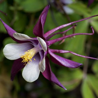 Προσγείωση Aquilegia