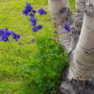 Κήπος Aquilegia