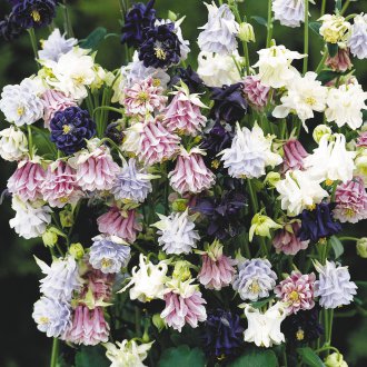 Πύργος Aquilegia