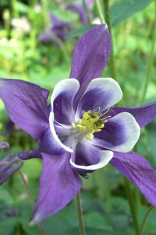 Aquilegia Φροντίδα