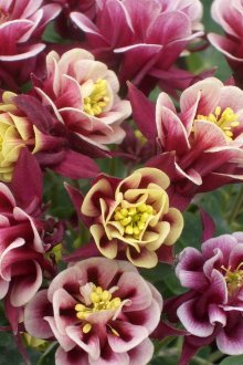 Aquilegia Winky