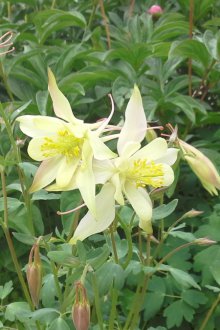 Aquilegia κίτρινο