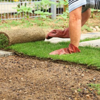 Καναδικό κυματοειδές γκαζόν