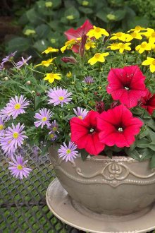 Ένα λουλούδι από ένα κύπελλο στη χώρα