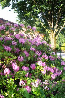 Λουλούδι στο εξοχικό σπίτι