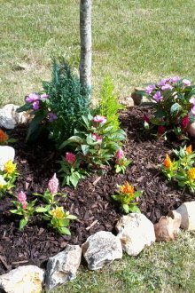 Λουλούδι κάτω από το δέντρο