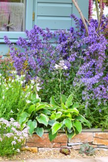 Ανθοπωλείο μοβ λουλούδια στη χώρα