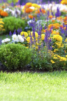 Flowerbed χαμηλό στη χώρα