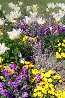 Ανθοδέσμη των ετήσιων λουλουδιών στη χώρα