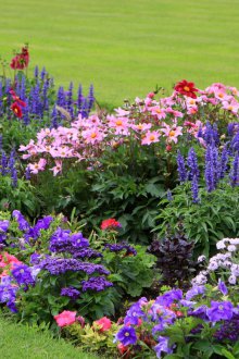 Ανοιχτό λουλούδι κατευθείαν στη χώρα