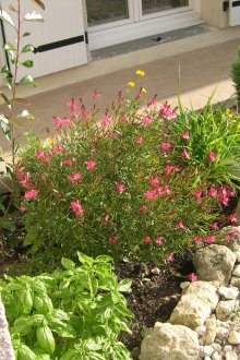 Λουλούδι γωνιακή στη χώρα