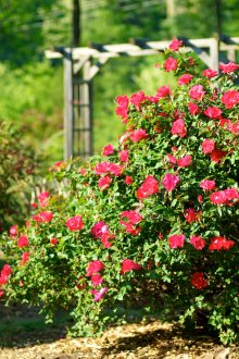 Ανθοφορίας θάμνος στον κήπο