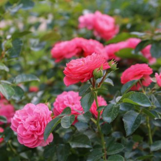 Τριαντάφυλλα ανθισμένα στον εξωραϊσμό