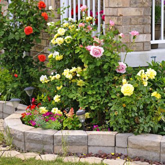 Λουλούδι κρεβάτι από τριαντάφυλλα στον εξωραϊσμό