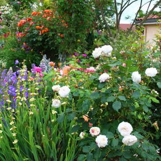 Τριαντάφυλλα στη χώρα