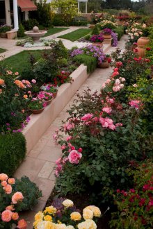 Τριαντάφυλλα στον κήπο εξωραϊσμού